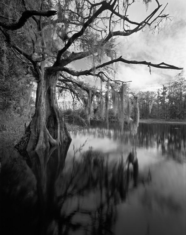 wrong turn cypress #2