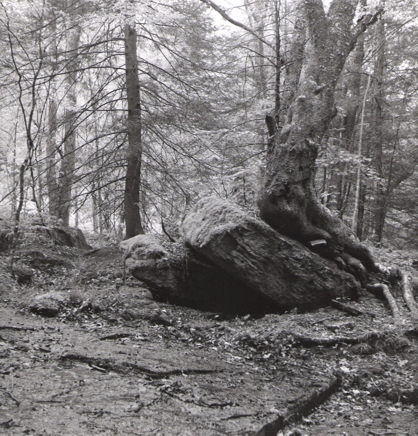 Wykoff Run