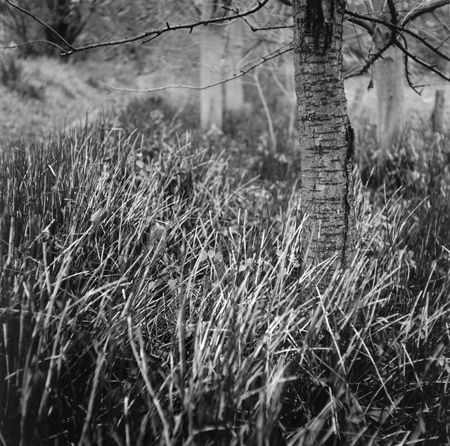 Wylam Grass