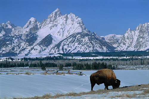 Wyo