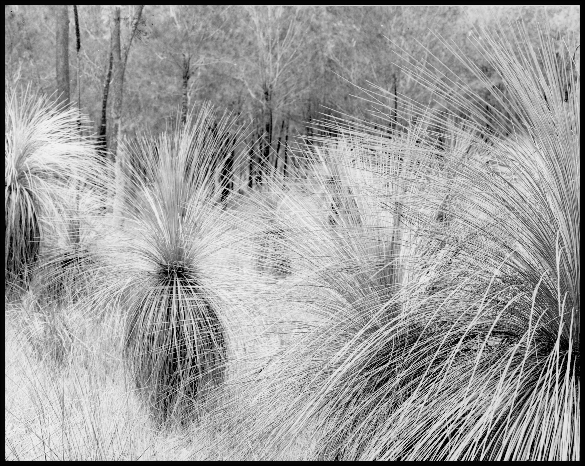Xanthorrhoea