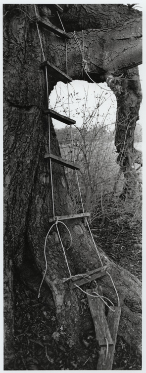 xpan - tree ladder