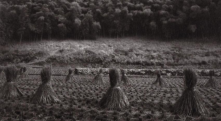 Yame Harvest