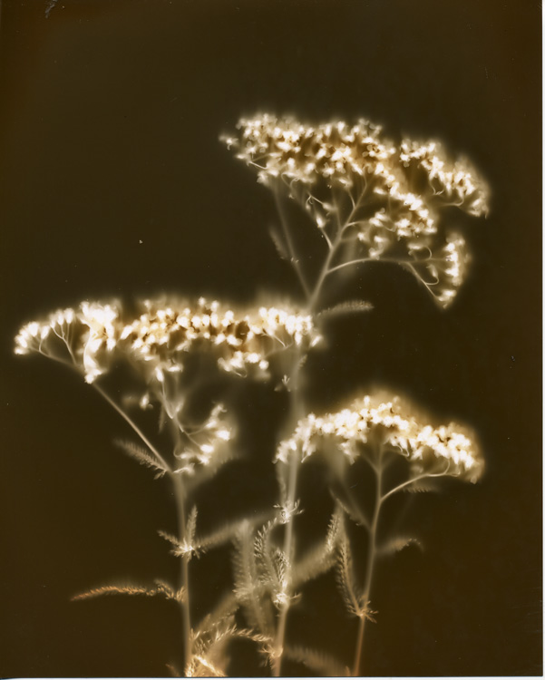Yarrow