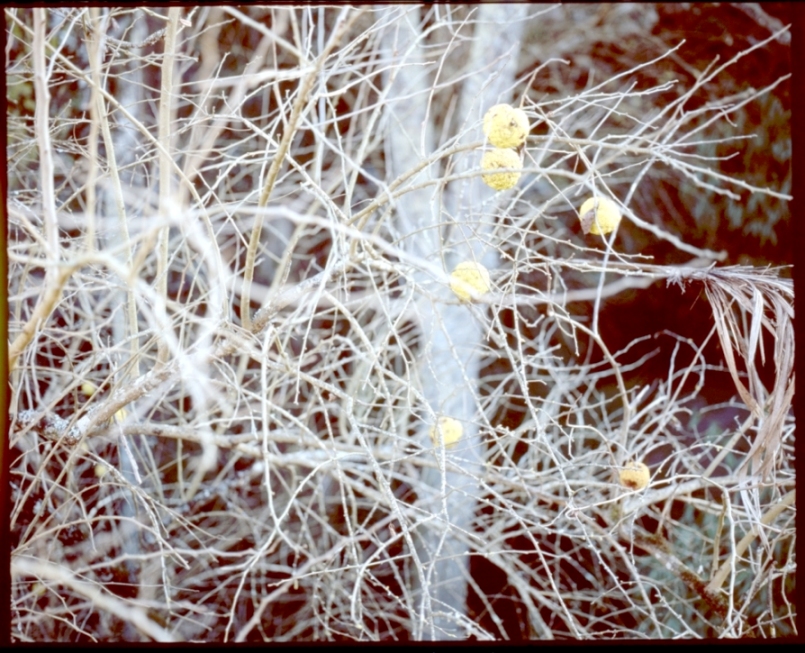 Yellow Balls Of Winter