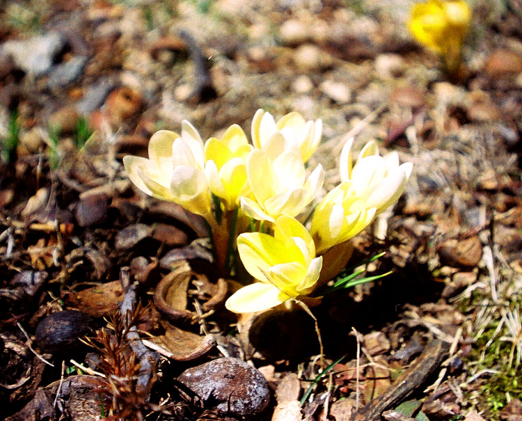 Yellow Crocus
