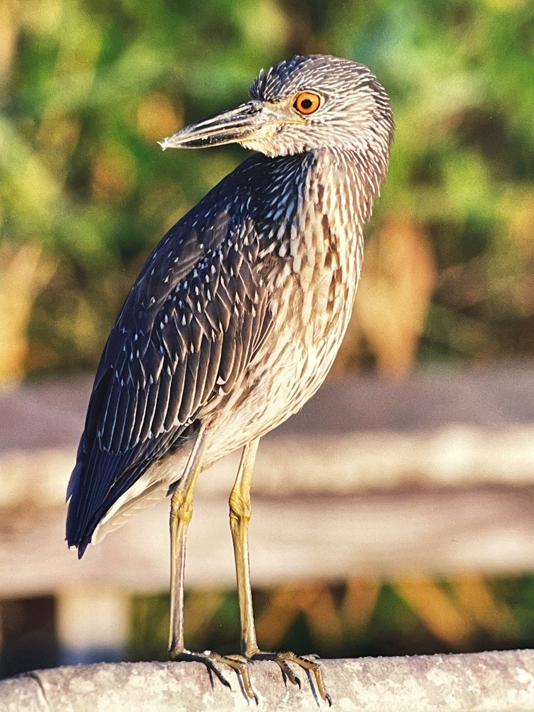 Yellow Crowned Night Heron