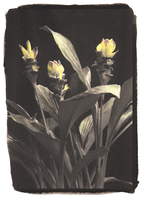 Yellow Ginger
