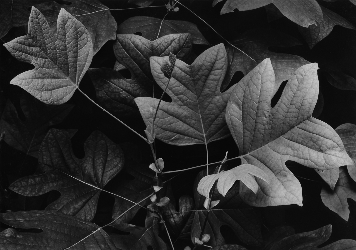 Yellow-poplar Sapling, Audubon State Park (1400L).jpg