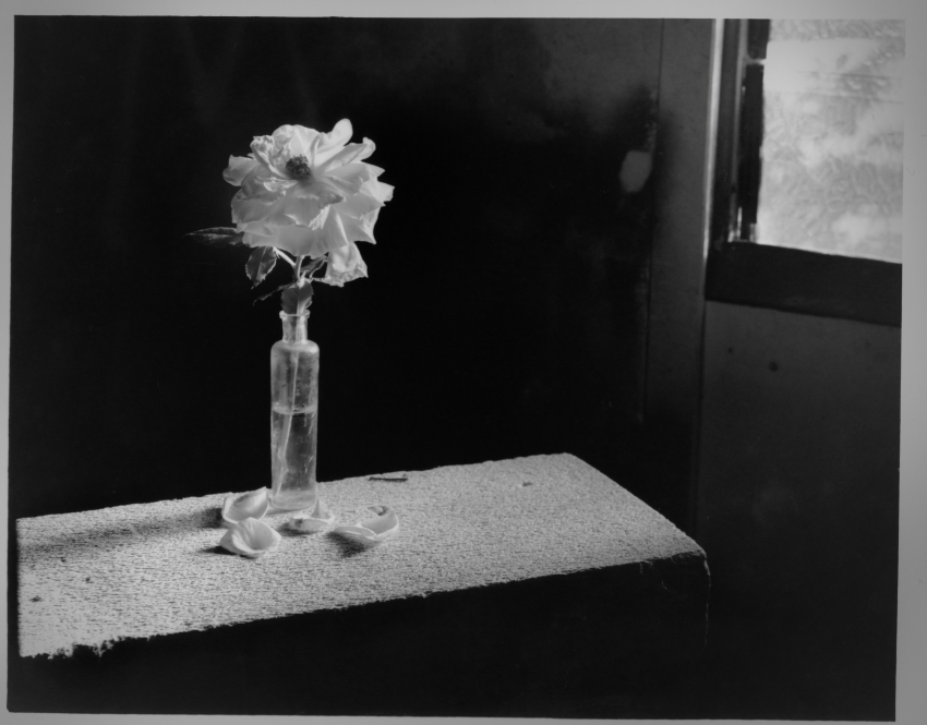 Yellow Rose by Window.