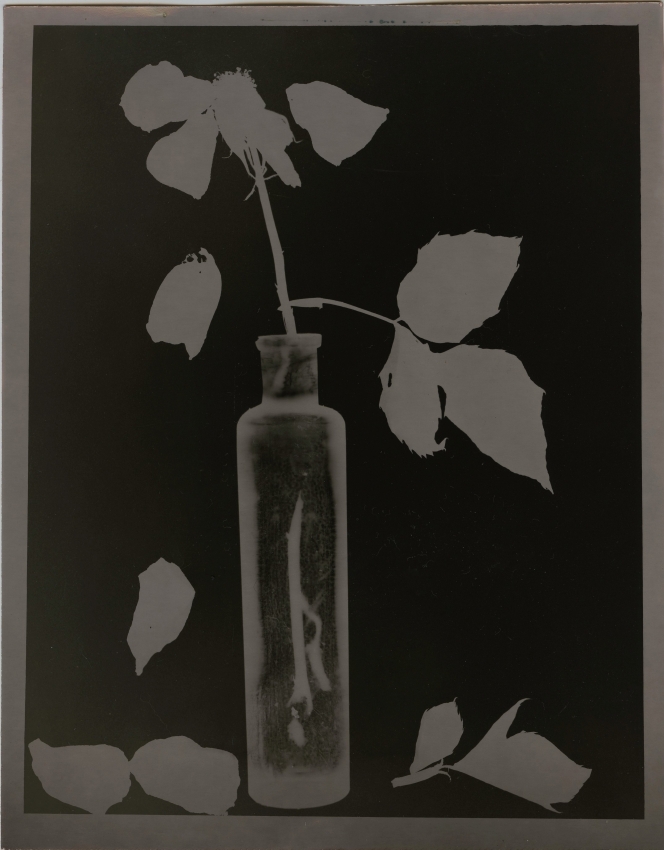 Yellow rose photogram