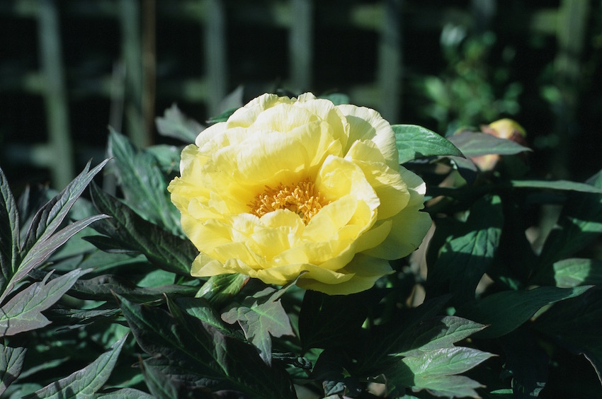 Yellow Tree Peony