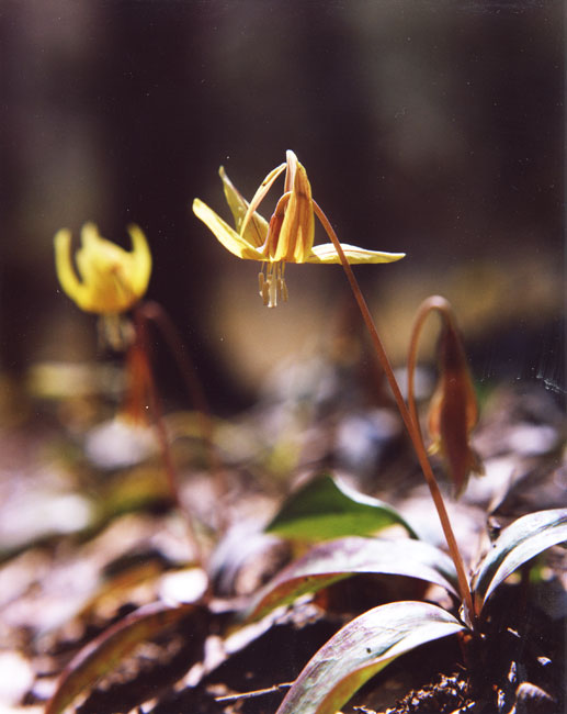 Yellow Trillium