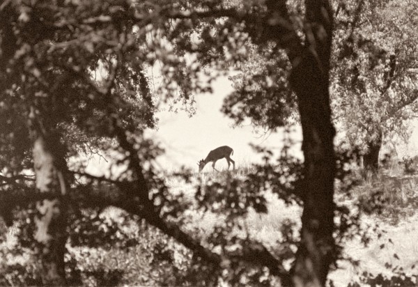 Yet Another Deer