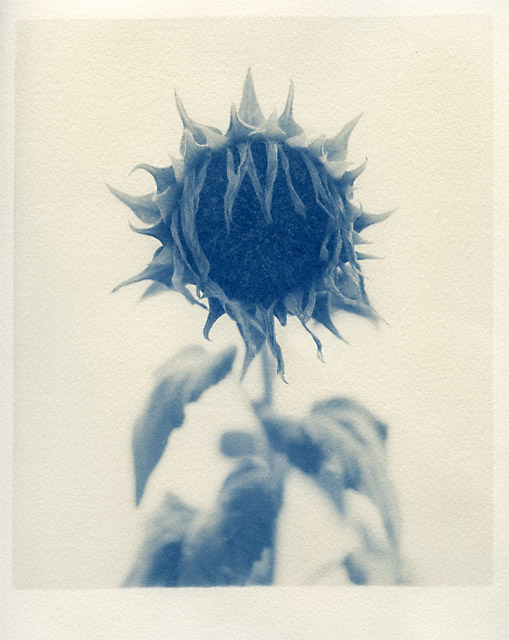 Yet another sunflower