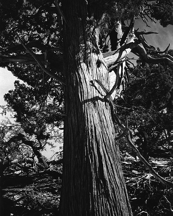 Yet another tree pic