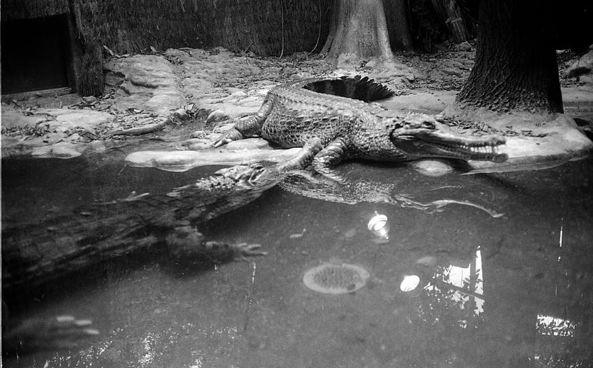 You Belong in the Zoo
