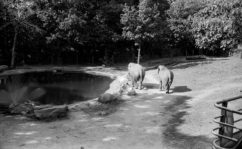 You Belong in the Zoo