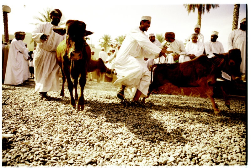 You Can Lead A Bull To Market, But..., Oman 2008