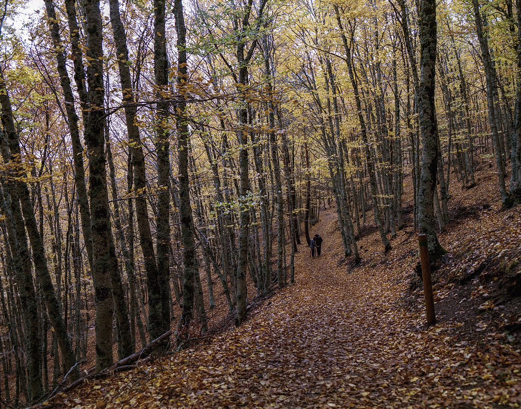 Young beeches