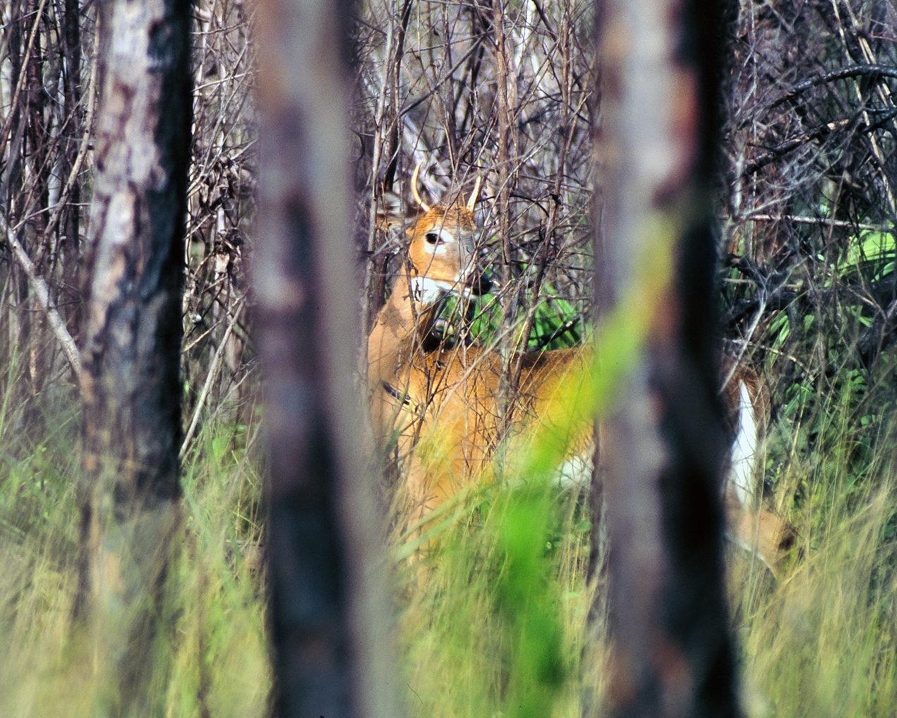 Young Buck