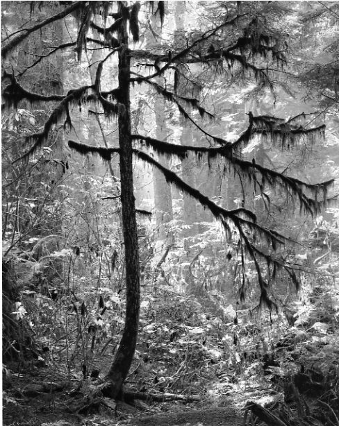 Young Hemlock (Hirsch Creek, Kitimat Valley) GS -24 test
