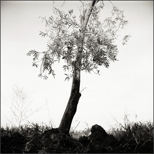young olive tree - israeli landscape