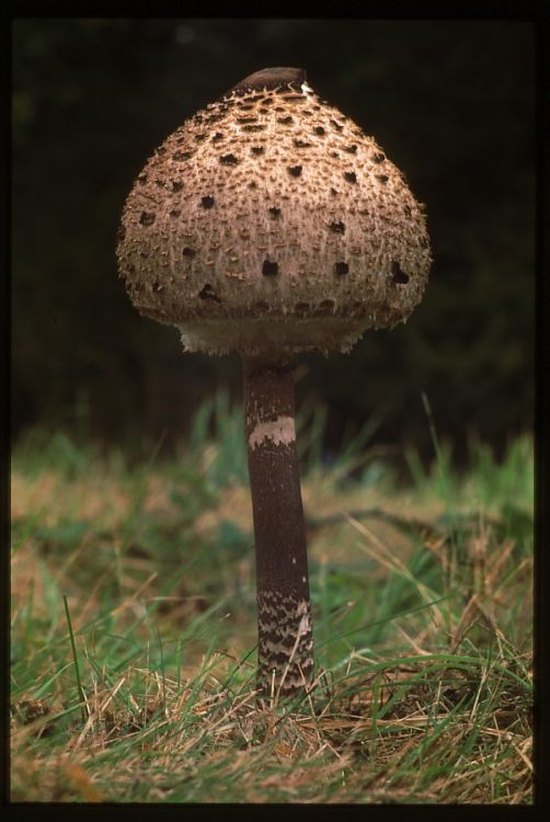 Young Parasol Mushroom.