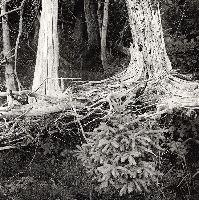 Young Pine, Cecil Bay, Michigan