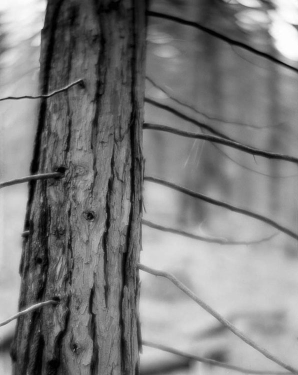 Young Redwood