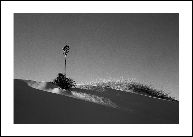 Yucca, White Sands NM
