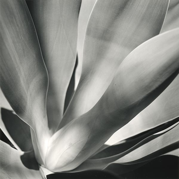 Yucca