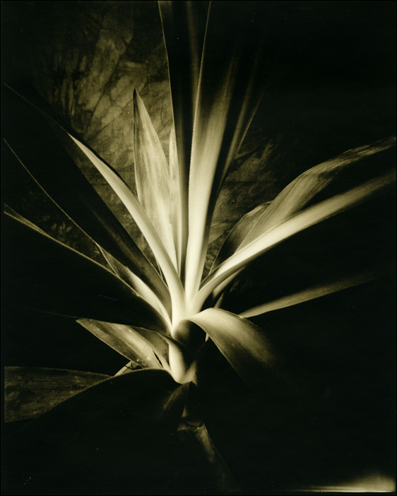 Yucca