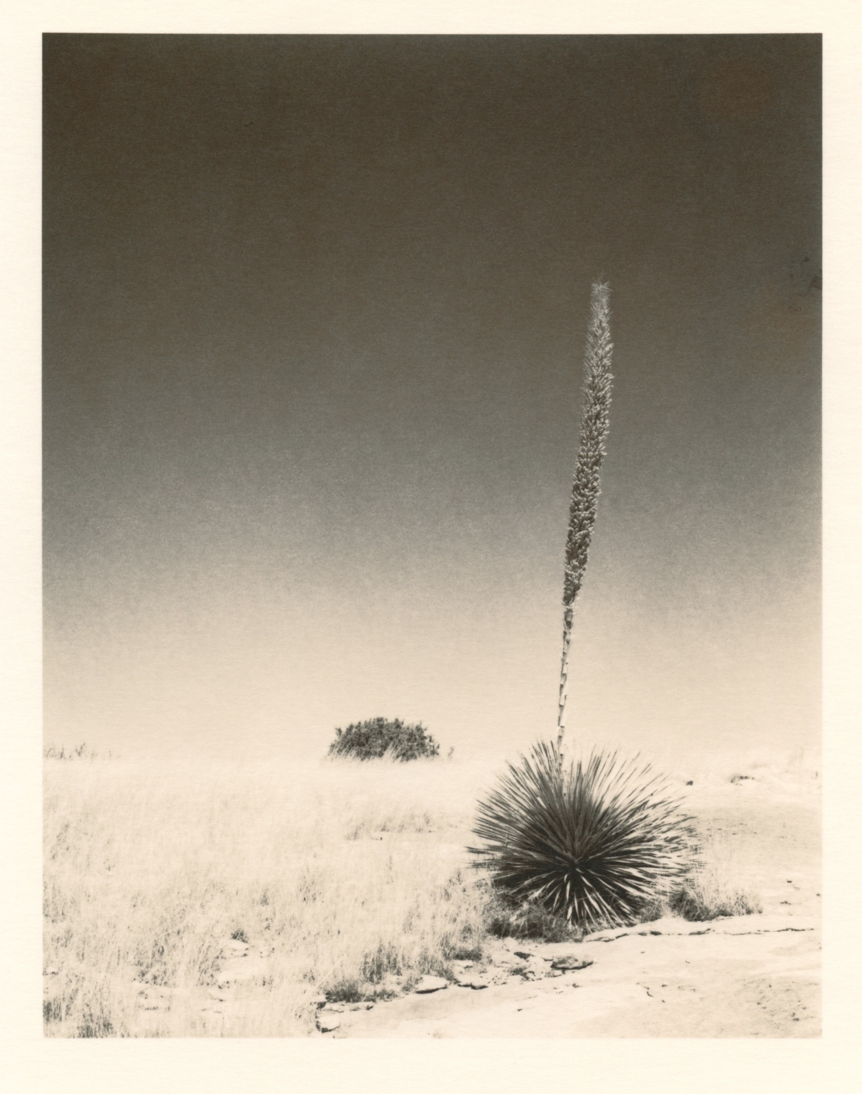 yucca
