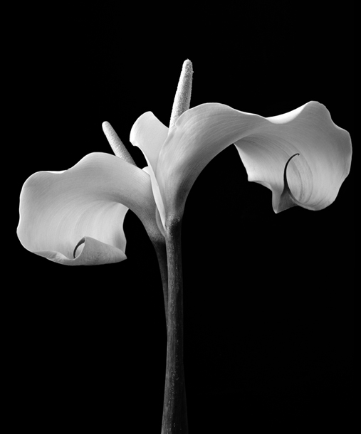 Zantedeschia II