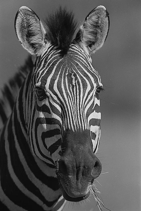 Zebra portrait
