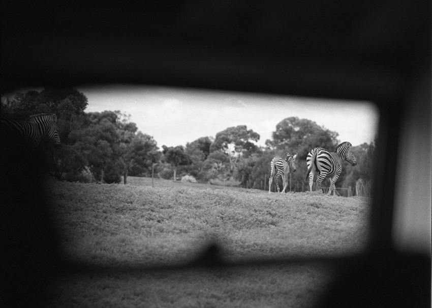 Zebra surveillance