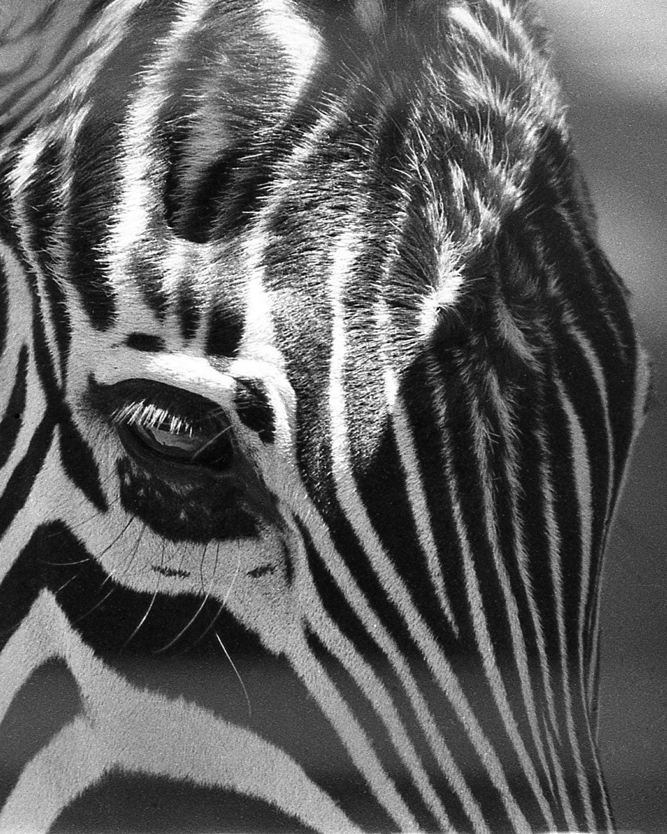Zebra