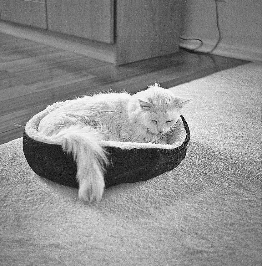 Zeiss 523/16 test roll.  Not bad for a $20 camera.