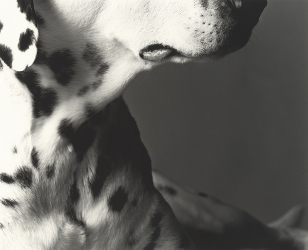 Ziggy #2 - with a bit of drool