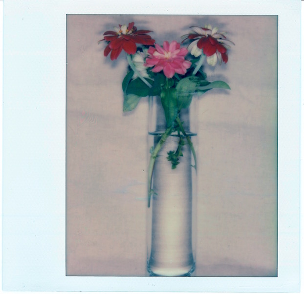Zinnias