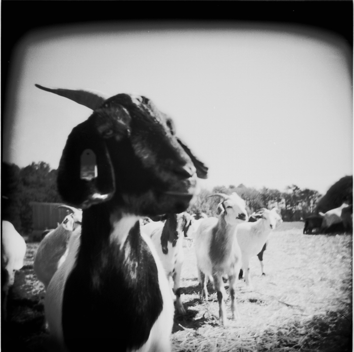 zip the goat