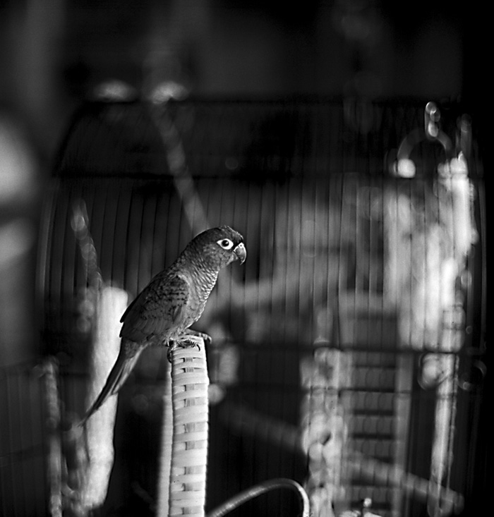 Zoey      "New TMAX 400 Reversal Process test"