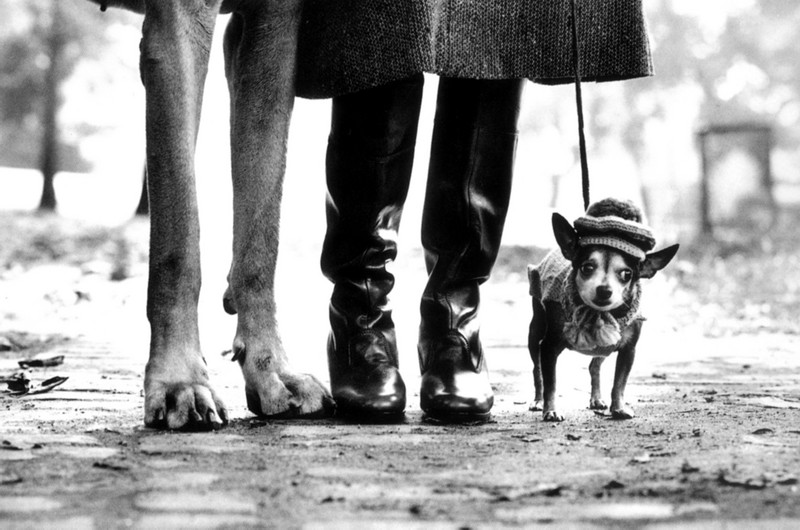 cani___ph__elliott_erwitt_800_800.jpg