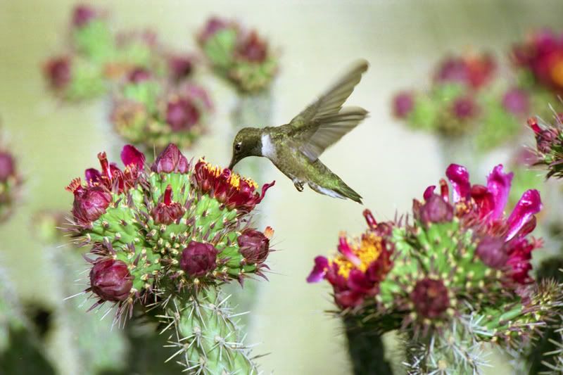hummer14_sanped.jpg