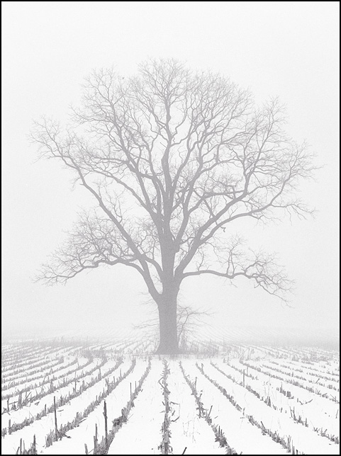 fog-tree3.jpg
