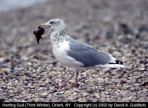 hgull.jpg