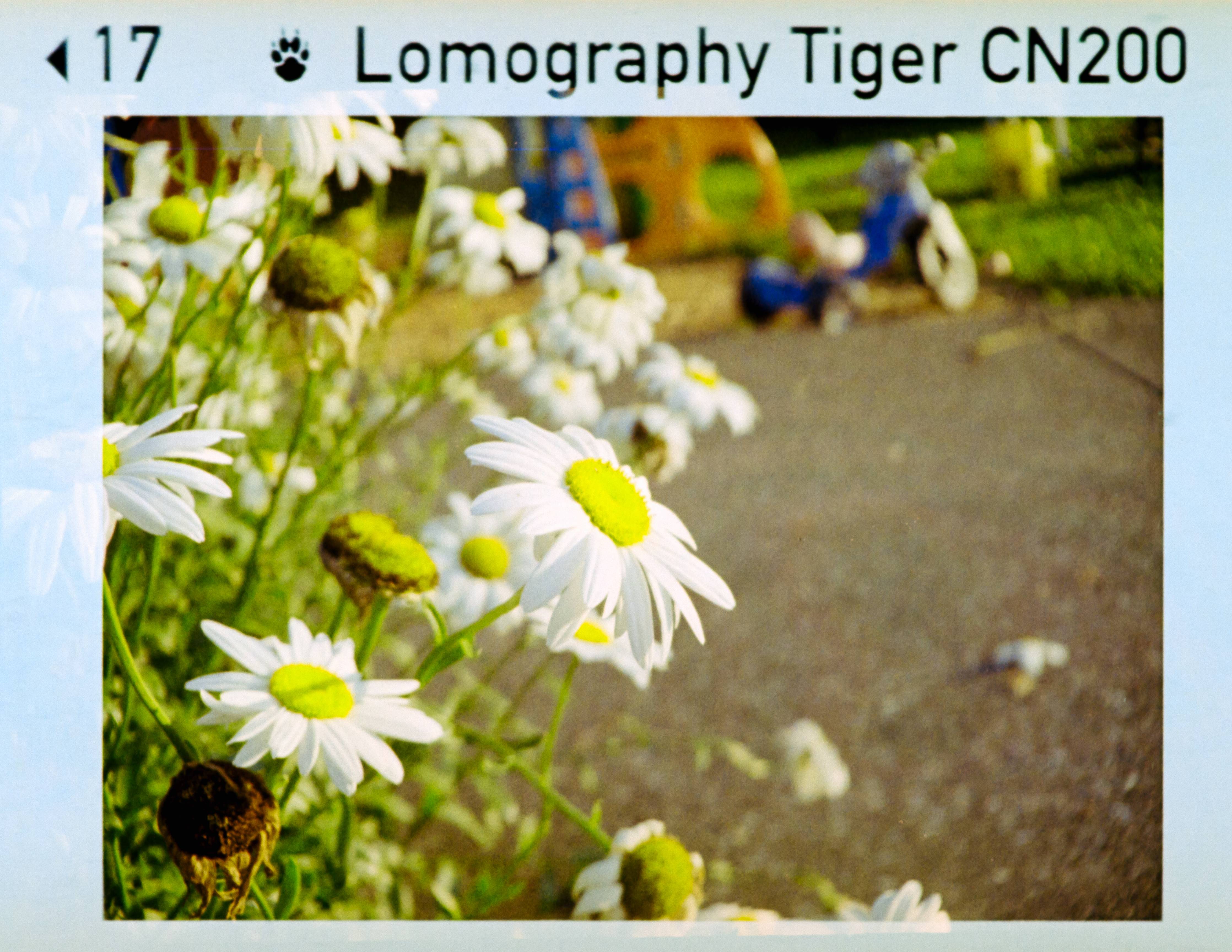 CMGzB11.jpg