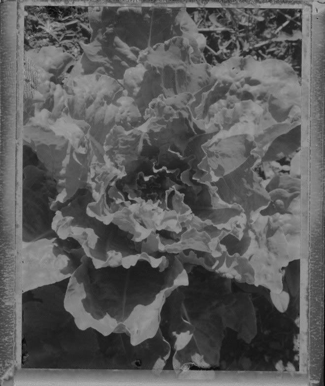 lettuce2.jpg