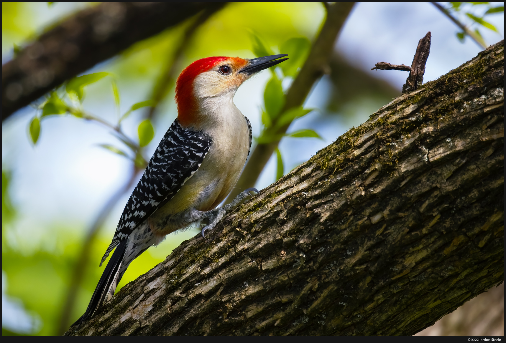 woodpecker_sunlight.jpg